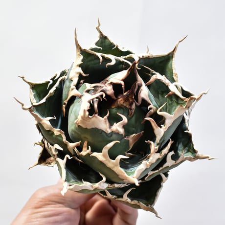 【5CLAW】アガベ チタノタ “精品白鯨” 【台湾 dragon agave産/発根済み/中株】D20 DG25010410(T)