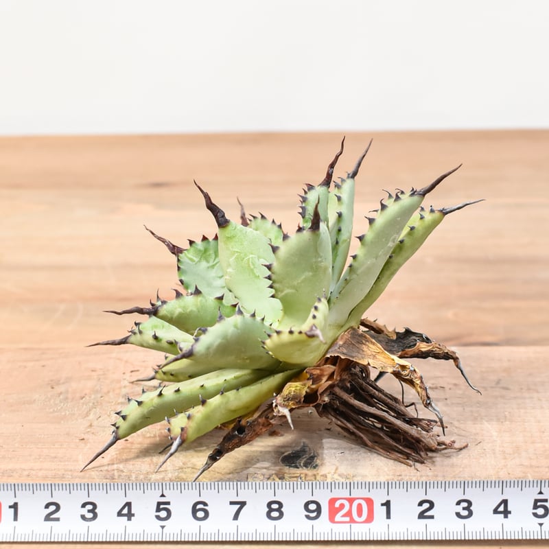 アガベハイブリッド 八荒雷神 台湾輸入株 B アガベ』【八荒雷神】 : 【BOTANICAL MAJESTY】