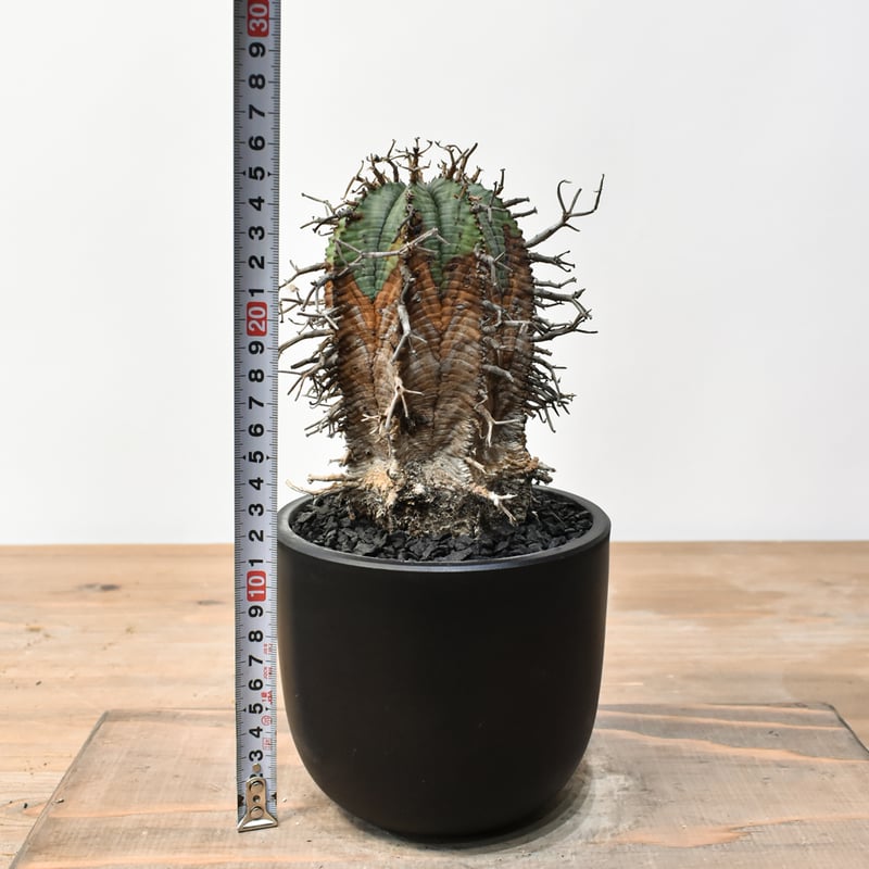 ユーフォルビア オールドスーパーバリダ 