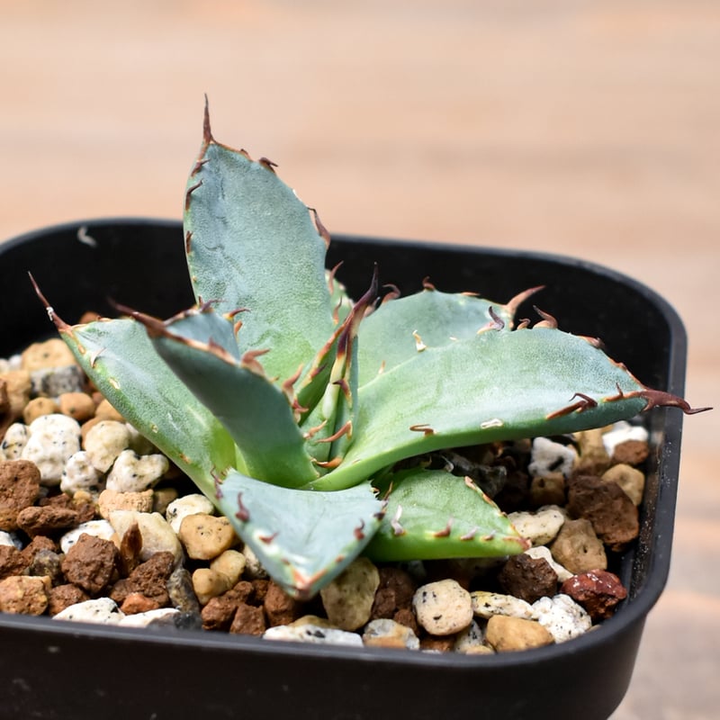 アガベ Dennis hybrid 黑帝斯x妖炎 /ハデス×エボリスピナ 【台湾DENNIS