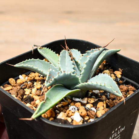 アガベ ハイブリット 日系イシスメンシス×象牙妖炎（陽炎エボリ）【台湾botanical_seeker産】RF25011379