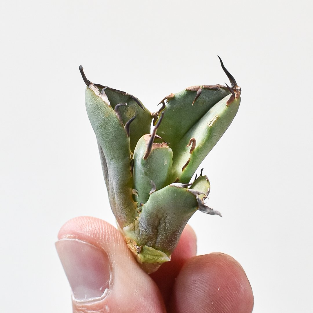 アガベ チタノタ フクロウ / 猫頭鷹 , アザラシ / 海豹【台湾 dragon