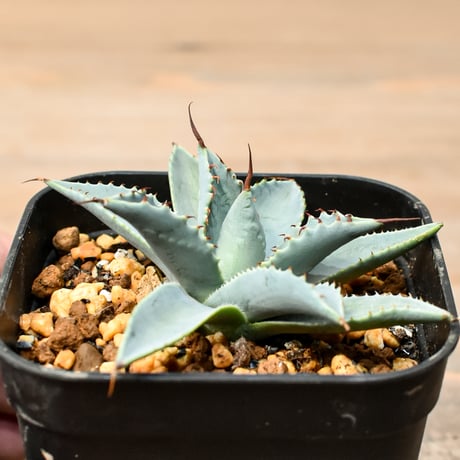アガベ ハイブリット 日系イシスメンシス×象牙妖炎（陽炎エボリ）【台湾botanical_seeker産】RF25011375