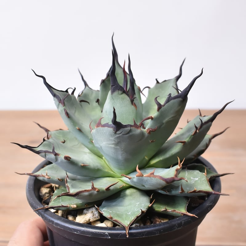 o*o様 現物株　エボリスピナ 妖炎 × ポタトラム　ハイブリッド アガベ　活着 エボリスピナ 妖炎 × ポタトラム ハイブリッド アガベ 現物 発根済