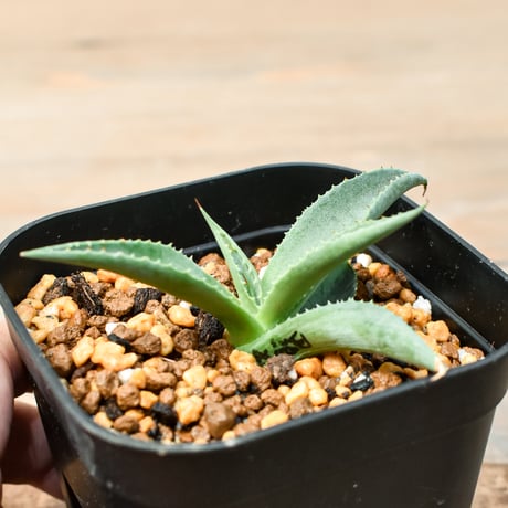 CATEGORY アガベ ハイブリット 