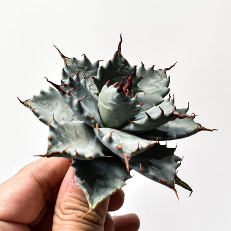 アガベ ハイブリット 特白肌怒雷神×象牙妖炎（陽炎エボリ）【台湾botanical_seeker産/選抜株】E RF25011743