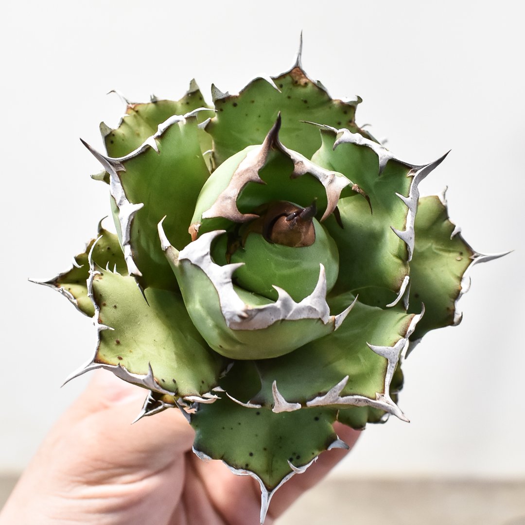 58 アガベチタノタ覇王竜美株肉厚ムチムチ選抜特選