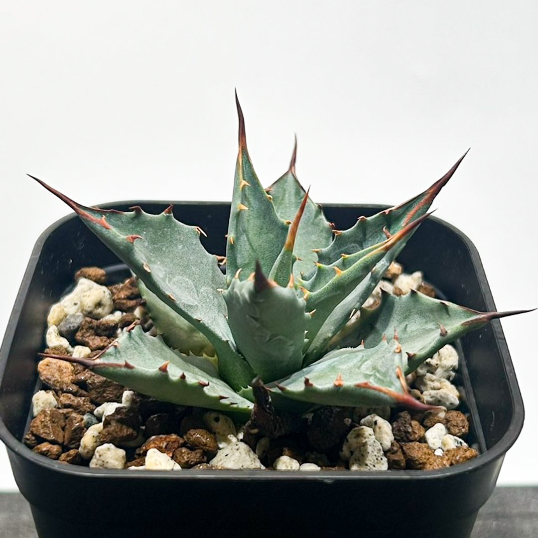 （親株出品）アガベ　hyb イシスメンシス×ネバデンシス） アガベ hybrid イシスメンシス×エボリスピナ/甲蟹X妖炎 【台湾 dragon