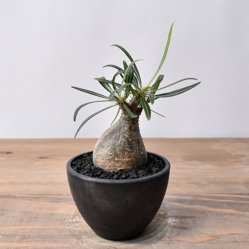 29.パキポディウム グラキリス パキポディウム：グラキリス（発根済み株）3.5号（G29） の通販