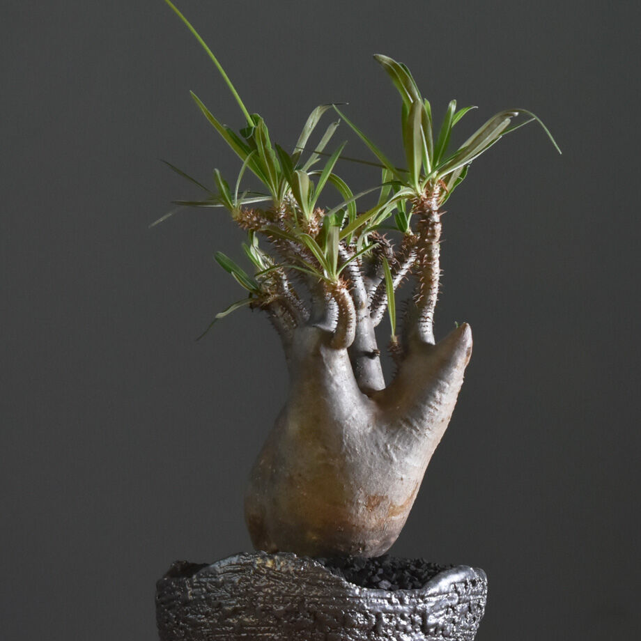 パキポディウム　グラキリス　二頭株　発根済 パキポディウム グラキリス 2頭 Pachypodium gracilius 発根済