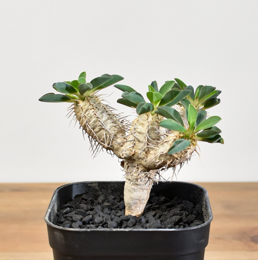 ギラウミニアナ実生 ユーフォルビア・ギラウミニアナ 【実生】RFHK25011167 | RAFLUM