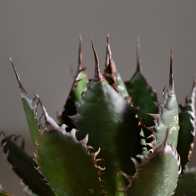 アガベ チタノタ　ホリダ　若苗 多数　72株 アガベ チタノタ ホリダ 若苗 多数 72株