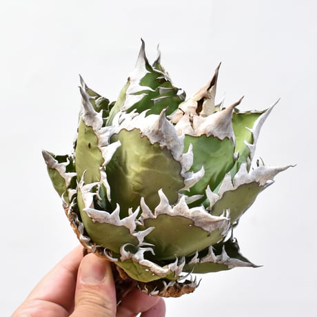 アガベ チタノタ "精品レッドキャットウィーズル" / 精品赤猫 , 精品紅猫  【台湾 dragon agave産/中株/抜き苗】D09 DG25010435