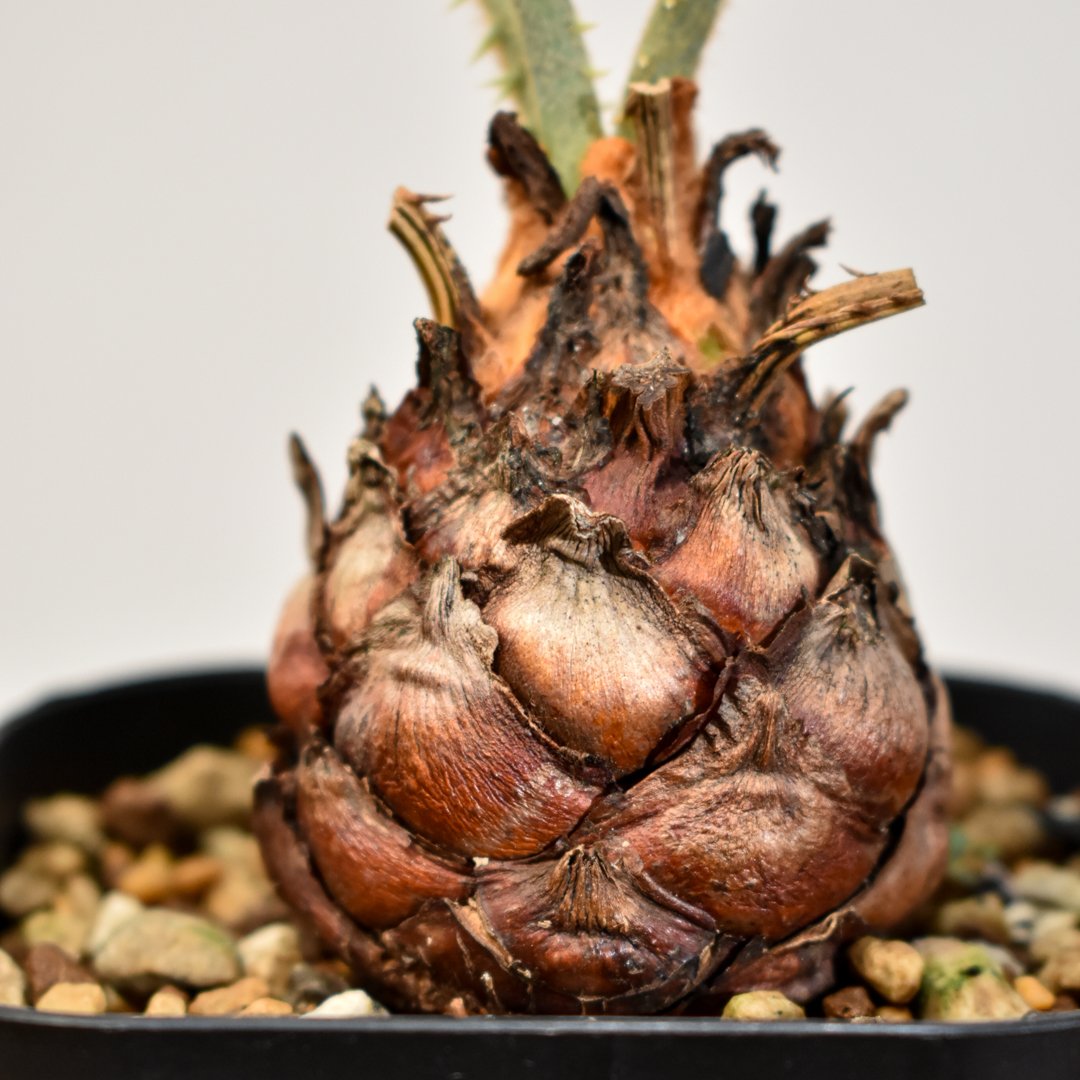 サイカス カイルンシアナ 【実生】RF25011356 | RAFLUM / ラフラム