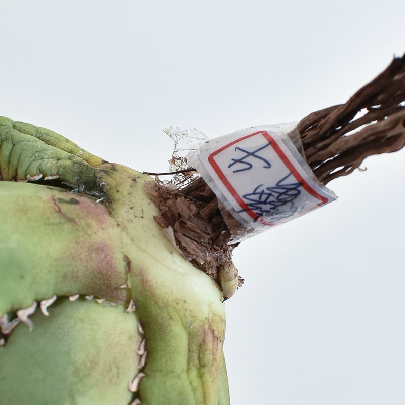 アガベ チタノタ 