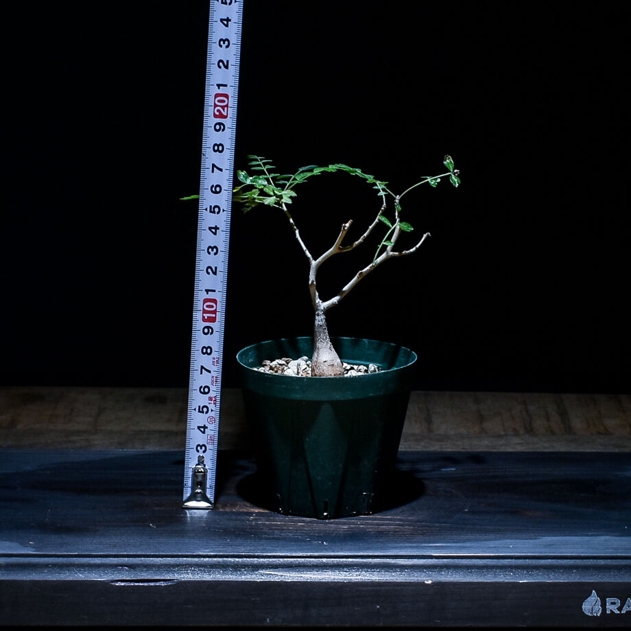 fit=scale-down,w=1200