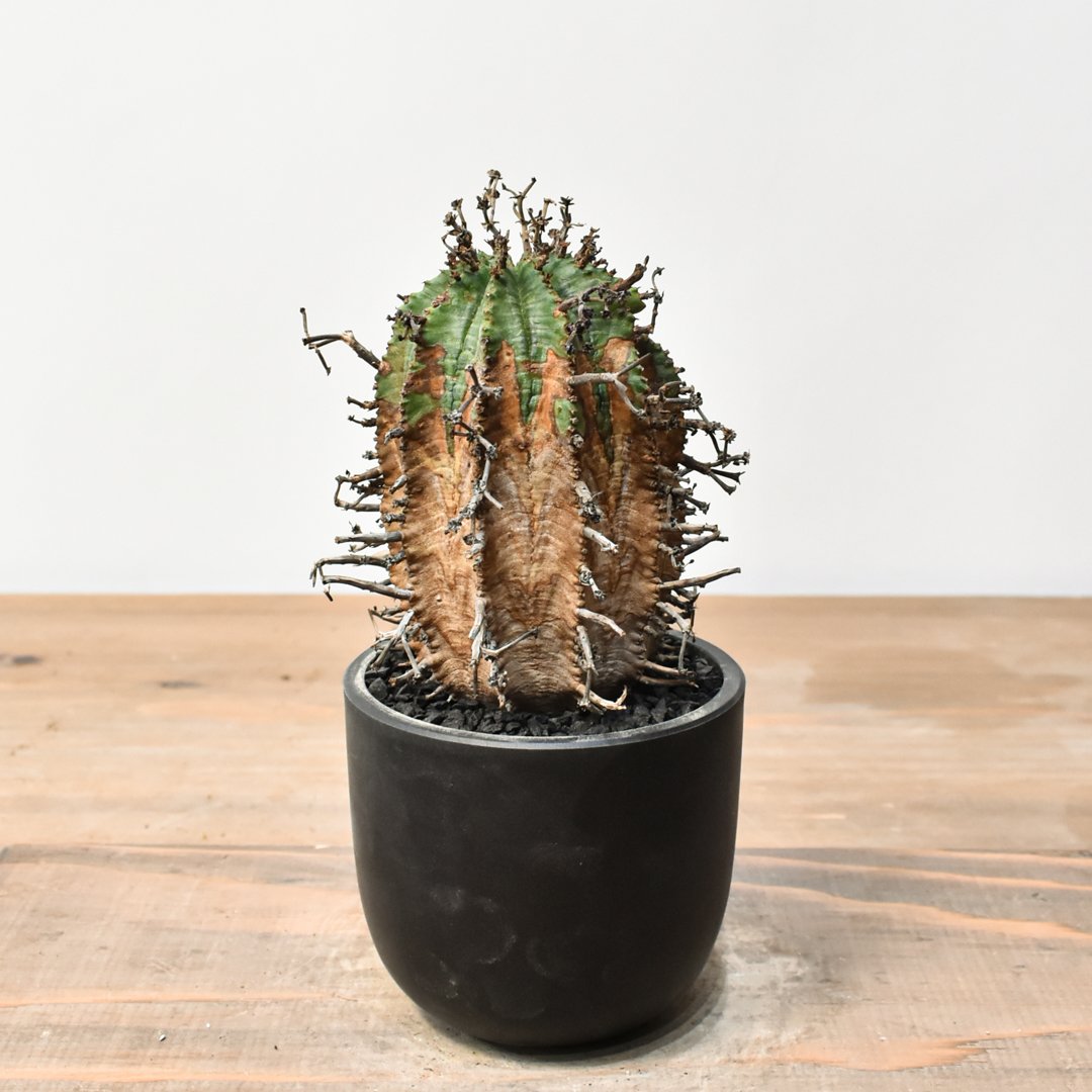 ユーフォルビア オールドスーパーバリダ 