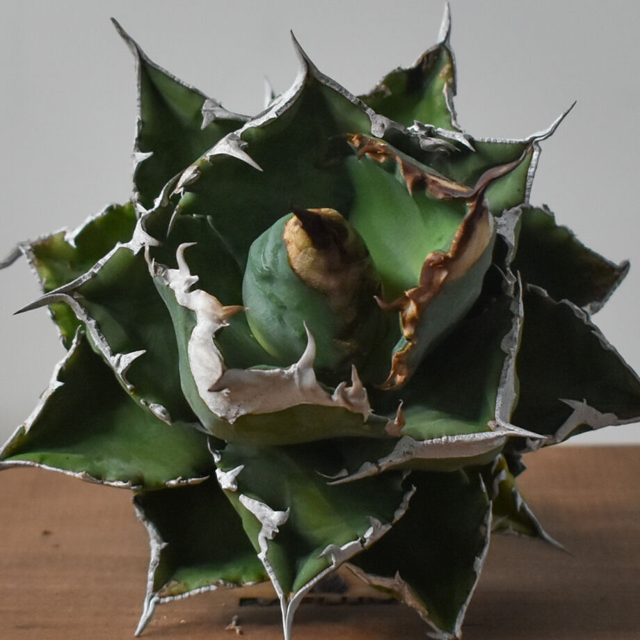 アガベ チタノタ ホワイトファイヤー / ホワイトフレイム / ホワイト