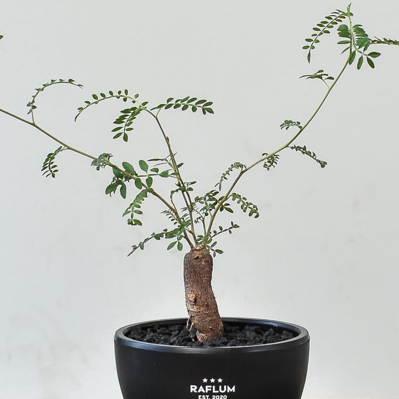 超絶レア！オペルクリカリア ヒファエノイデス コレクション株 オペルクリカリア ヒファエノイデス （実生株）RF22100 | RAFLUM