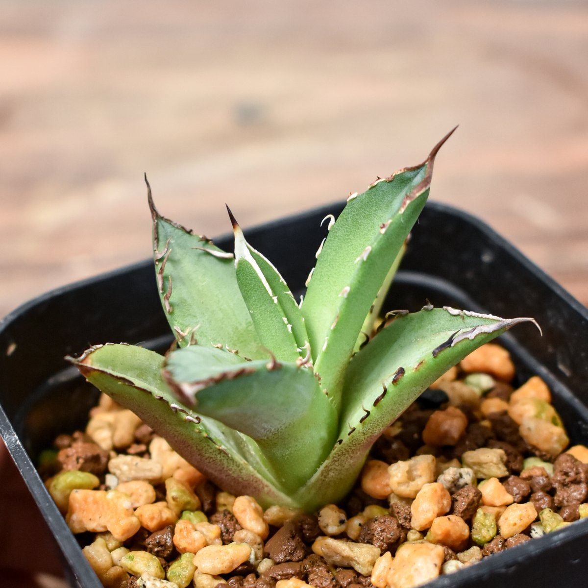 アガベ　チタノタ　Dennis040 キングアーサー同血統　ドラゴンアガベTC株 アガベ チタノタ Dennis040 キングアーサー同血統 ドラゴン