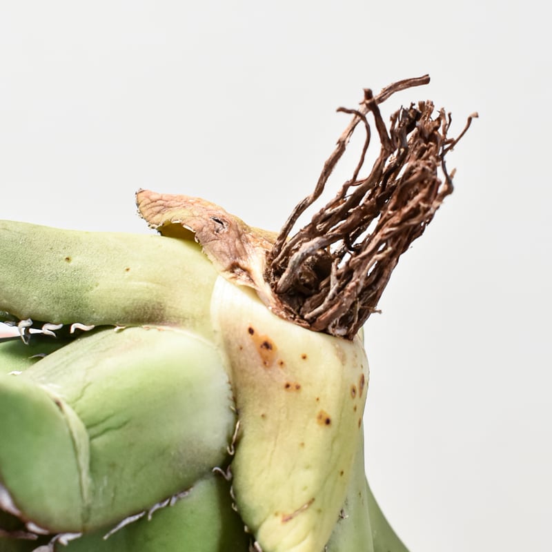 アガベ チタノタ 