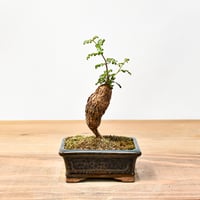 チレコドン・レティキュラータス アフロタイプ fit=scale-down,w=1200