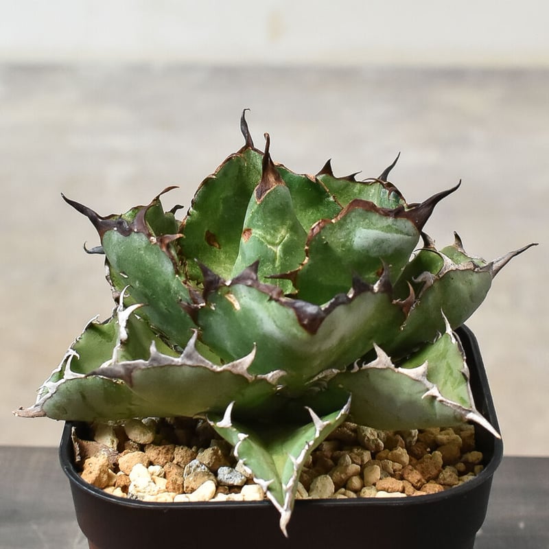 アガベ チタノタ セレクトブルー　ボールタイプ　中株　発根済み アガベ チタノタ セレクトブルー ボールタイプ 中株 発根済み アガベ