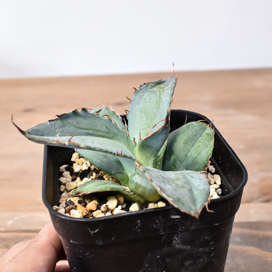 アガベ チタノタ 