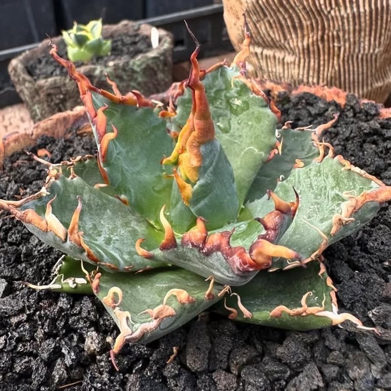 ユタエンシス エボリスピナ×ブラックアンドブルー【カリフォルニア産