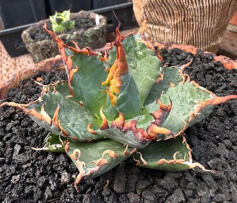 【連休SALE】エボリスピナ × チタノタ BB ハイブリッド ジェレミー産 fit=scale-down,w=1200