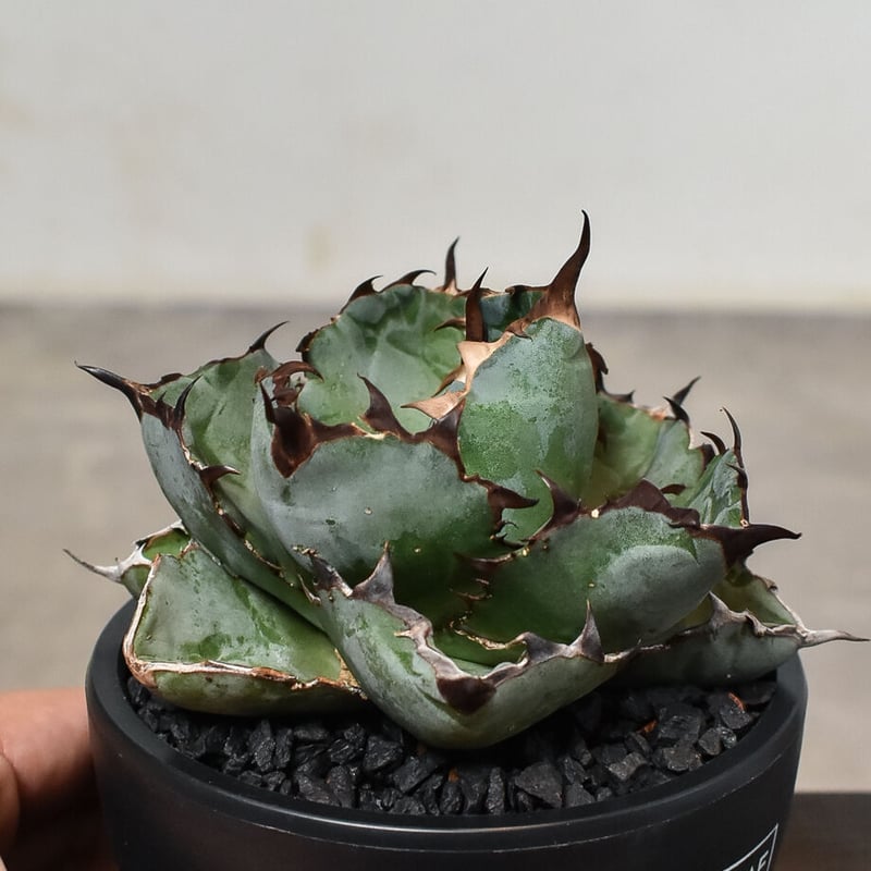 アガベ チタノタ ブラックアンドブルー 