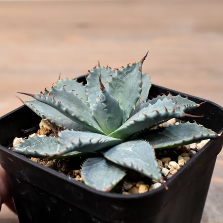 アガベ ハイブリット 日系イシスメンシス×象牙妖炎（陽炎エボリ）【台湾botanical_seeker産】RF25011366