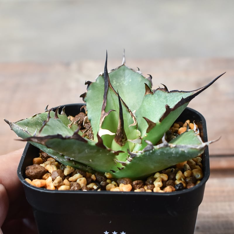 アガベ・チタノタハデス（黒帝斯、恐竜牙歯）