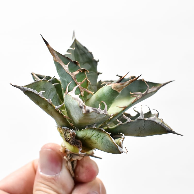 国内実生最高峰】アガベ オテロイ【OSPセレクト株 / 抜き苗 / 実生】7