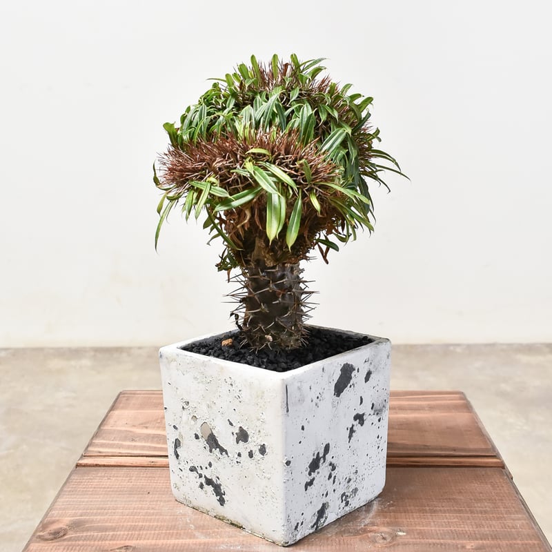 パキポディウム ラメリー 