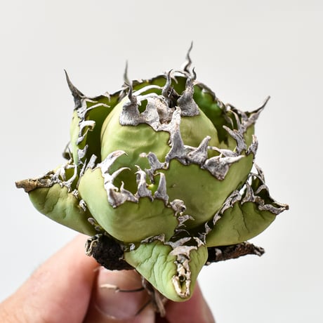 アガベ チタノタ  フィリグリー"精品 圓葉拇指"【台湾 dragon agave産/抜き苗/中株】426 DGC2409047