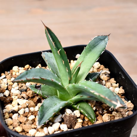 CATEGORY アガベ チタノタ DENNIS018 | RAFLUM / ラフラム｜東京