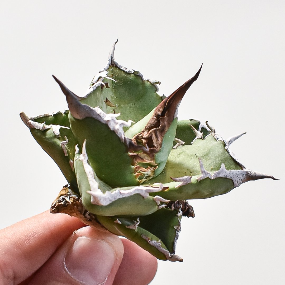 アガベ　蠻牛　バンギュウ　Berlin産 アガベ チタノタ 