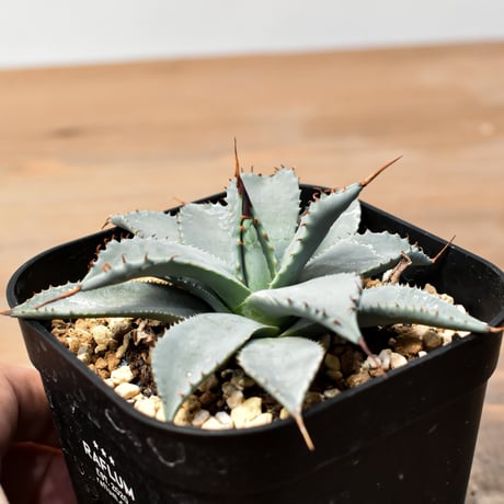 アガベ ハイブリット 日系イシスメンシス×象牙妖炎（陽炎エボリ）【台湾botanical_seeker産】RF25011368