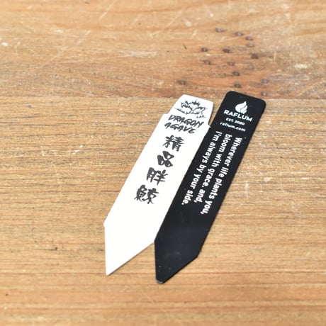 アガベ チタノタ  "パンジン" / "精品胖鯨" 【台湾 dragon agave産/抜き苗販売/中株】C RF25011677
