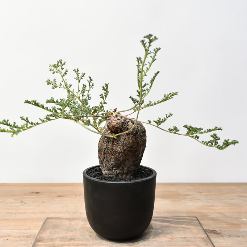 ペラルゴニウム トリステ RFHK25011530 | RAFLUM / ラフラム｜東京、大