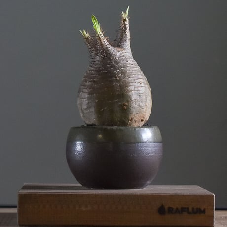 パキポディウム グラキリス 【イチ押し！パキポディウム系の人気者！厳選した良型株を是非！！】RF22481
