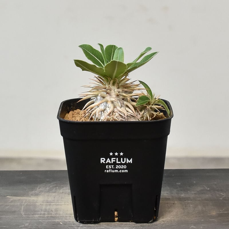 パキポディウム エニグマティクム（実生) RF231263 | RAFLUM