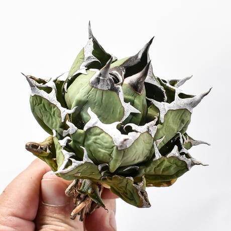 アガベ チタノタ ドワーフ / "精品姫厳龍" 【台湾 dragon agave産/中株/抜き苗】562 DGC2411053(T)