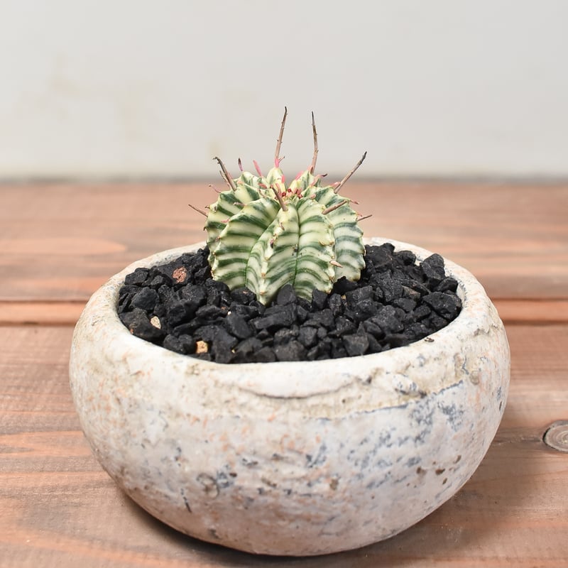 ユーフォルビア メロフォルミス錦 【発根済み】HK2400055(T) | RAFLUM /