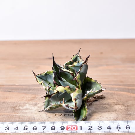 アガベ チタノタ "ブルーダイヤモンド" / "精品籃球覆輪"【台湾 dragon agave産/抜き苗/中株】A RF25011685