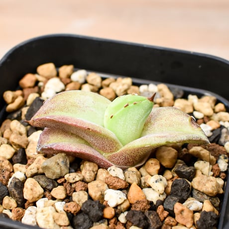 【RAFLUM育成株 5個セット】アガベ Mexico oteroi seeding / オテロイ実生 メキシコ産  【RAFLUM産/実生/子株】A