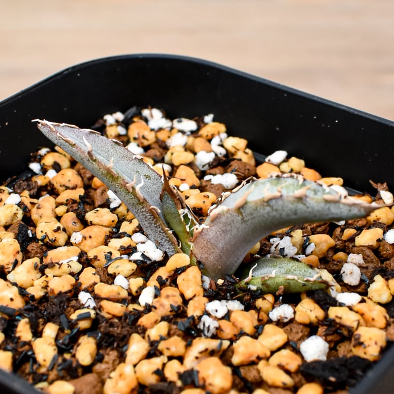 RAFLUM育成株 5個セット】アガベ Uriel oteroi seeding / ウリエ