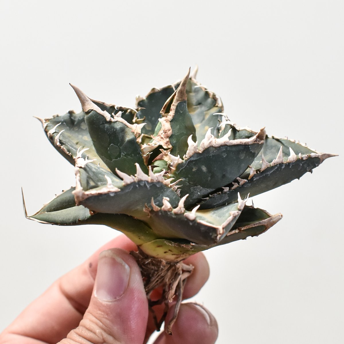 アガベ チタノタ 