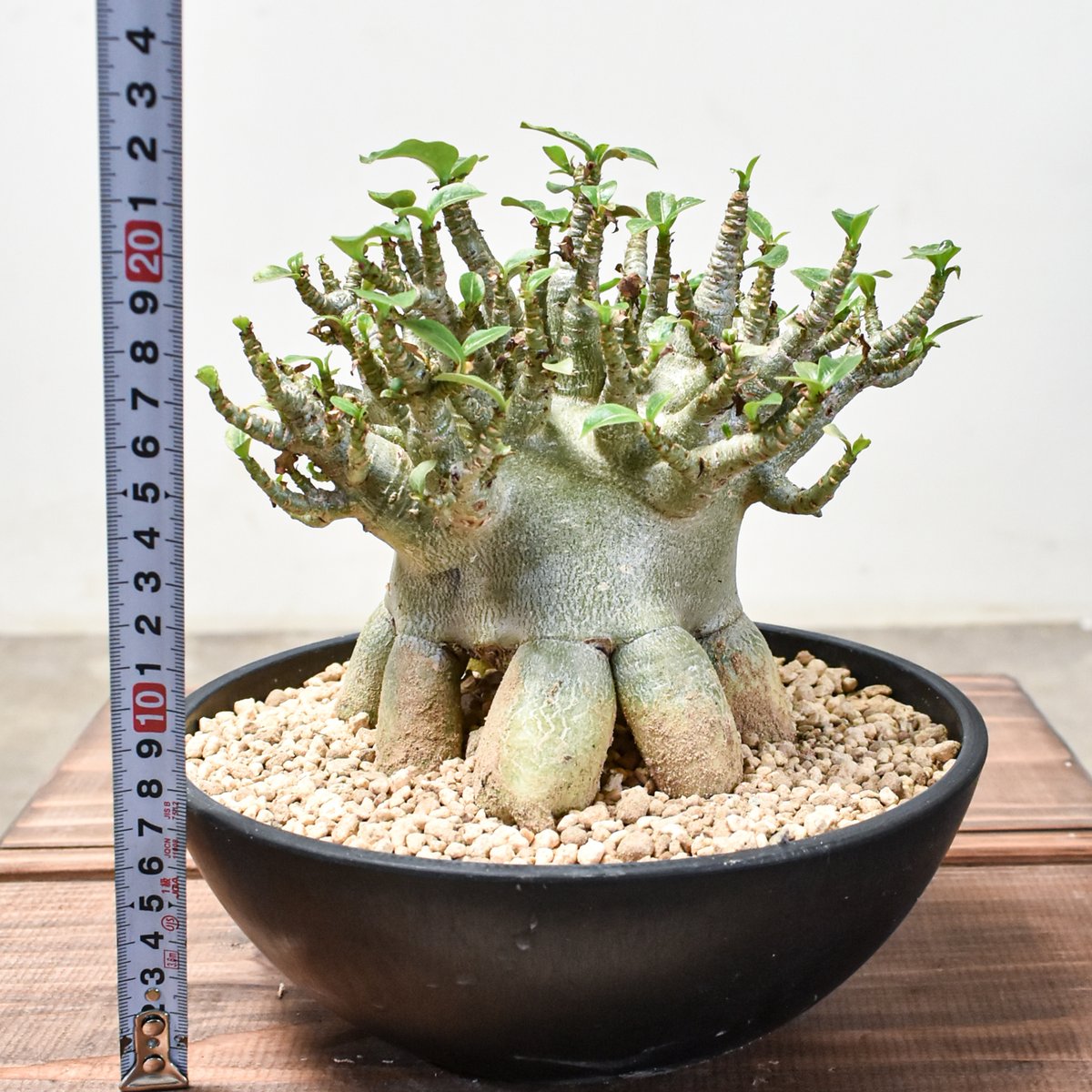 アデニウム アラビカム 